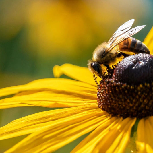 Top 6 Native Plants for Northeast Gardens