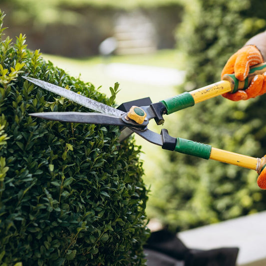 14 Best Hedge Plants for Privacy and Why